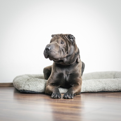 Firmenhund und Teammitglied Gordon Firmenhund und Teammitglied Gordon