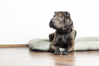 Company dog and team member Gordon